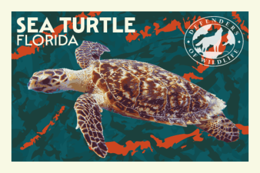 Summer Road Trip Postcard Florida Sea Turtle