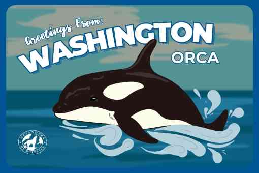 Washinton Orca Postcard - web version