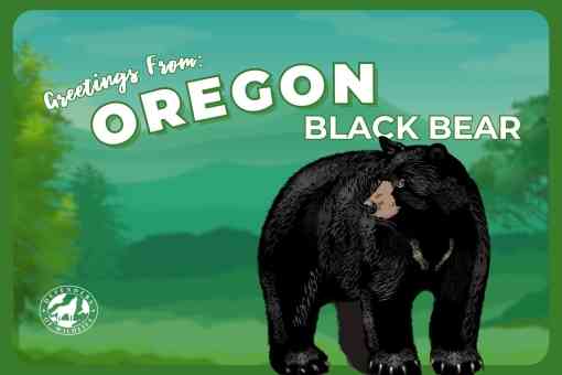 Oregon Postcard Black Bear