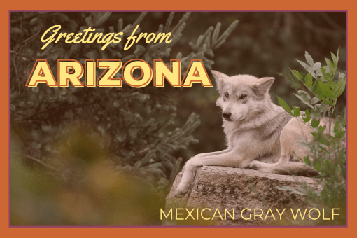 Arizona Postcard Greetings from Arizona Mexican Gray Wolf 