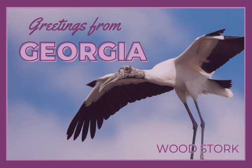 Georgia Postcard Greetings from Georgia Wood Stork 