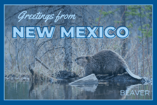 New Mexico Postcard Beaver