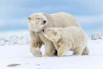 Polar Bear Mother With Cub - Arctic National Wildlife Refug