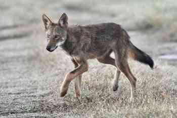 Wild Red Wolf Juvenile 3 - North Carolina - Aspen Stalls