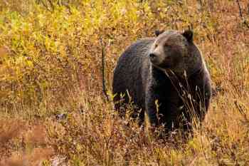2017.09.30 - Grizzly Bear - Grand Teton National Park - Wyoming - NPS-Adams