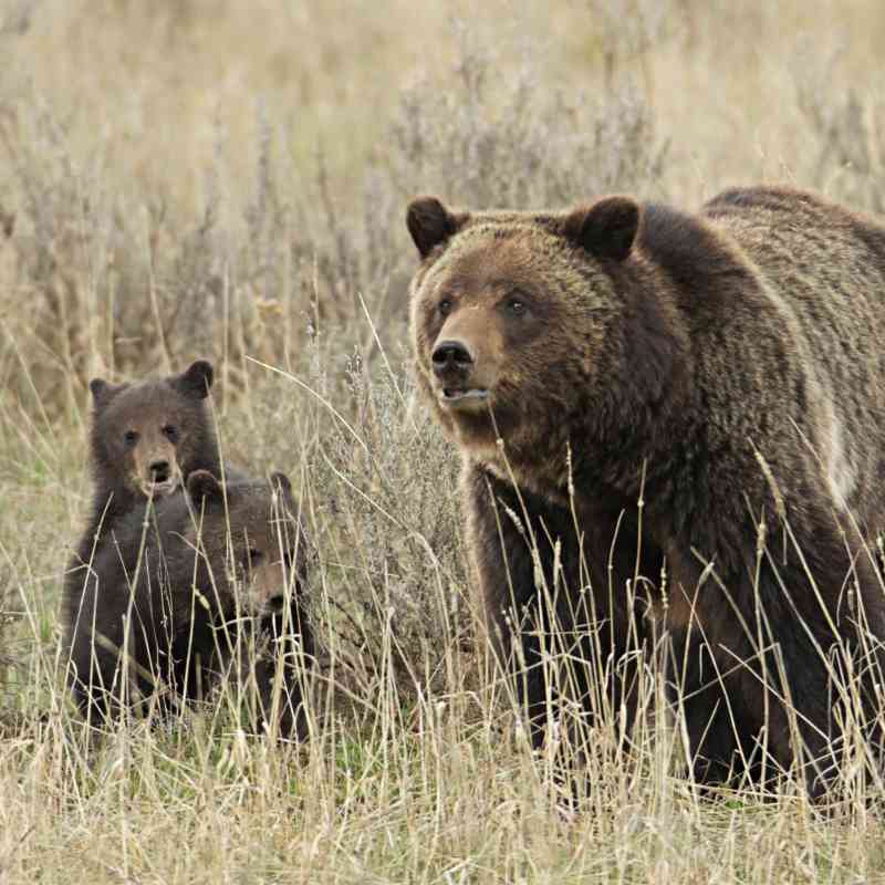 Grizzly Bear with cubs