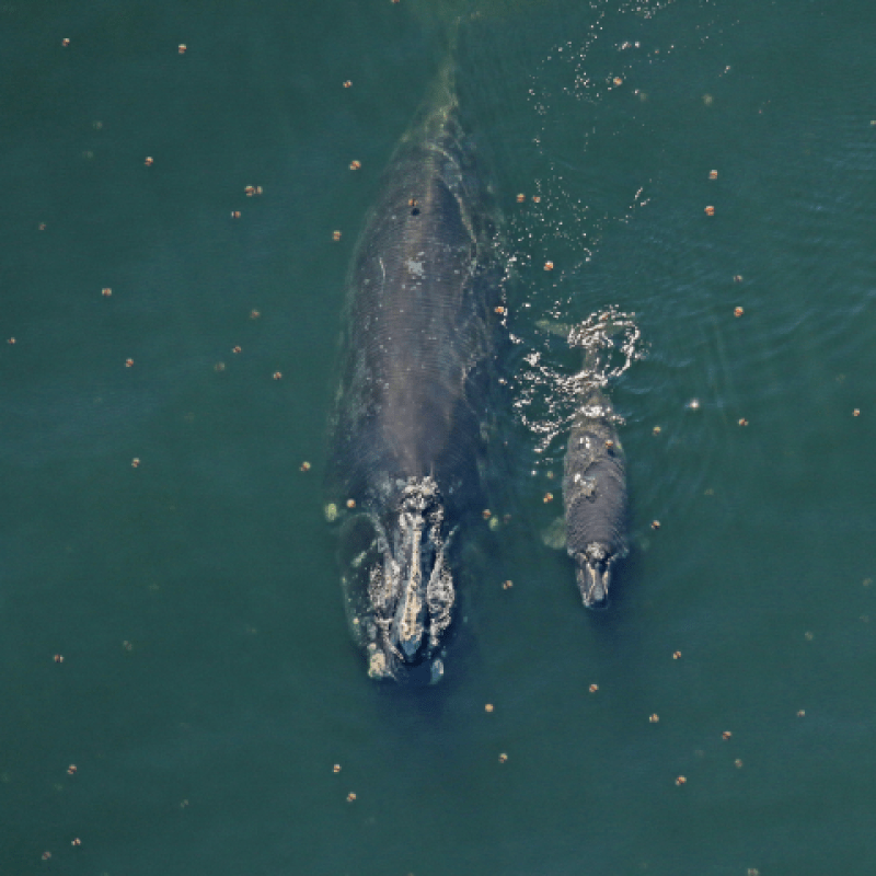 Right whale Catalog #2791 and her less than 2-week-old calf sighted 10 nautical miles off Fernandina Beach, FL — January 6, 2019. Photo Courtesy of Florida Fish and Wildlife Conservation Commission, taken under NOAA permit 20556–01