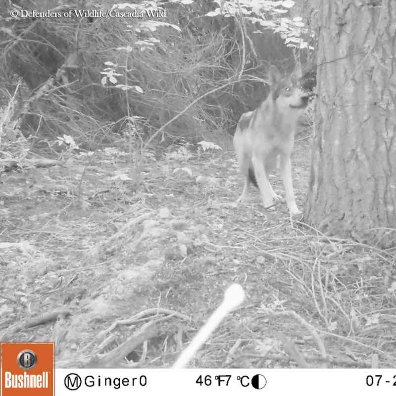 Trap Cam Footage of a Wolf OR