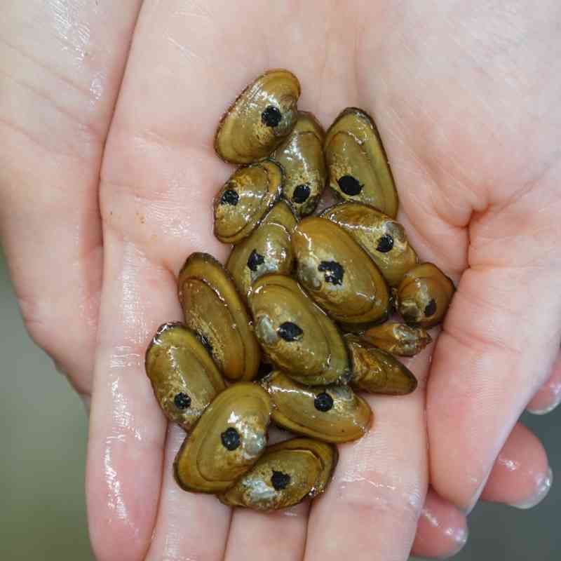 Appalachian Elktoe Mussels
