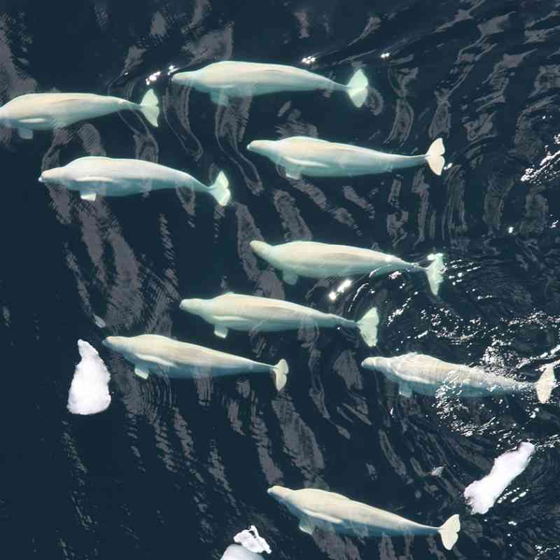 Beluga Whale Pod Chuckchi Sea