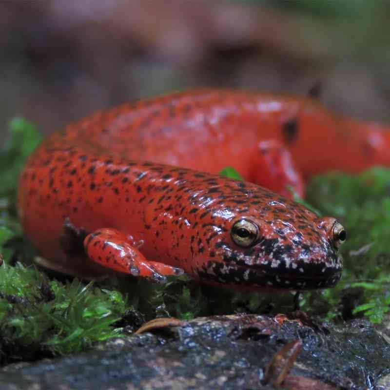 Black-chinned red salamander