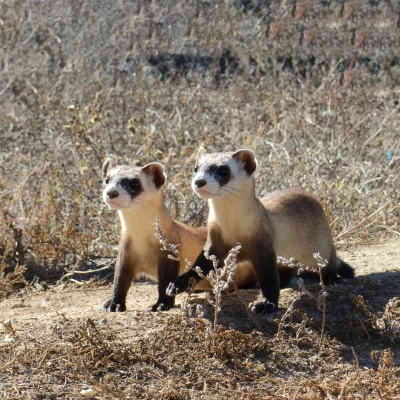 Black-footed ferret kits