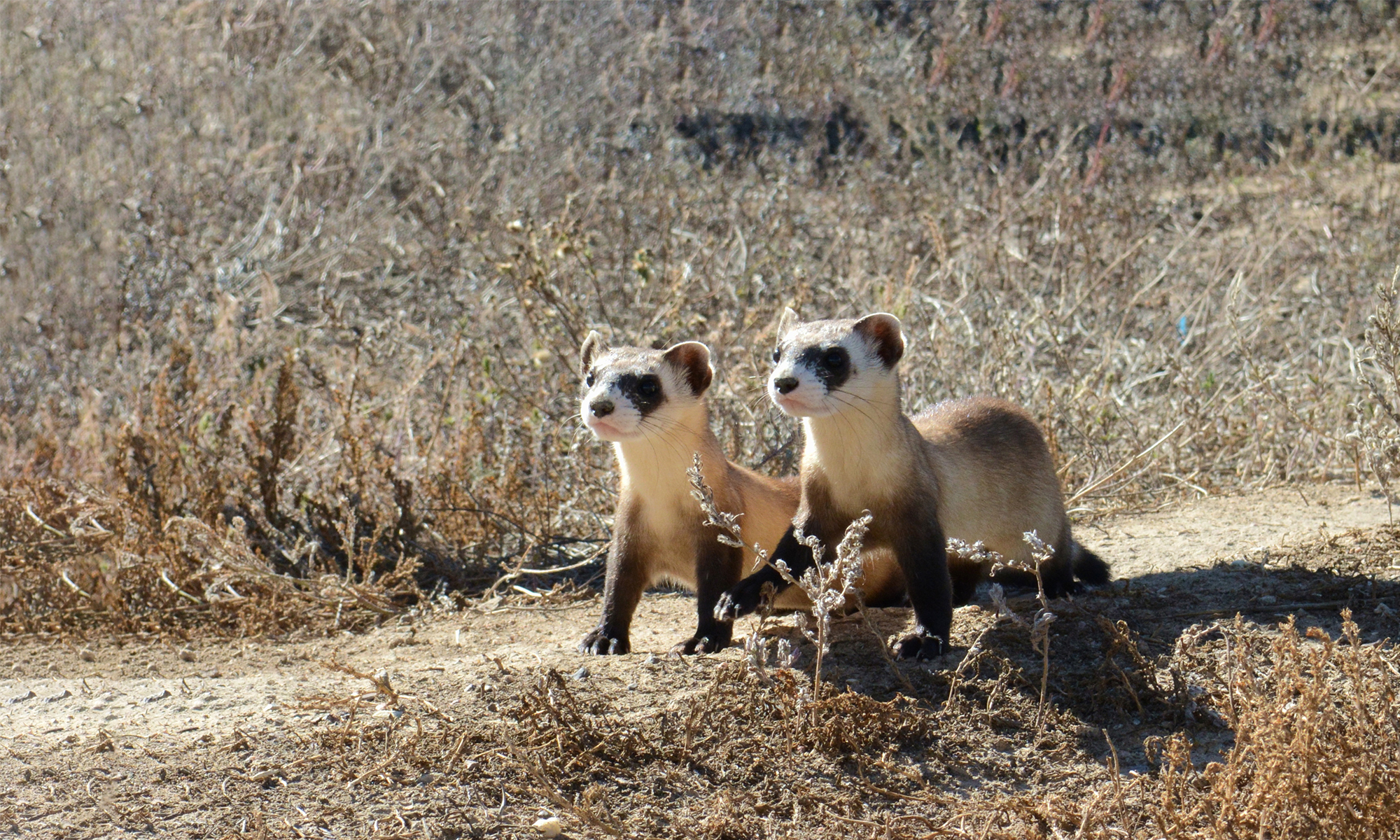 Great Plains  Defenders of Wildlife