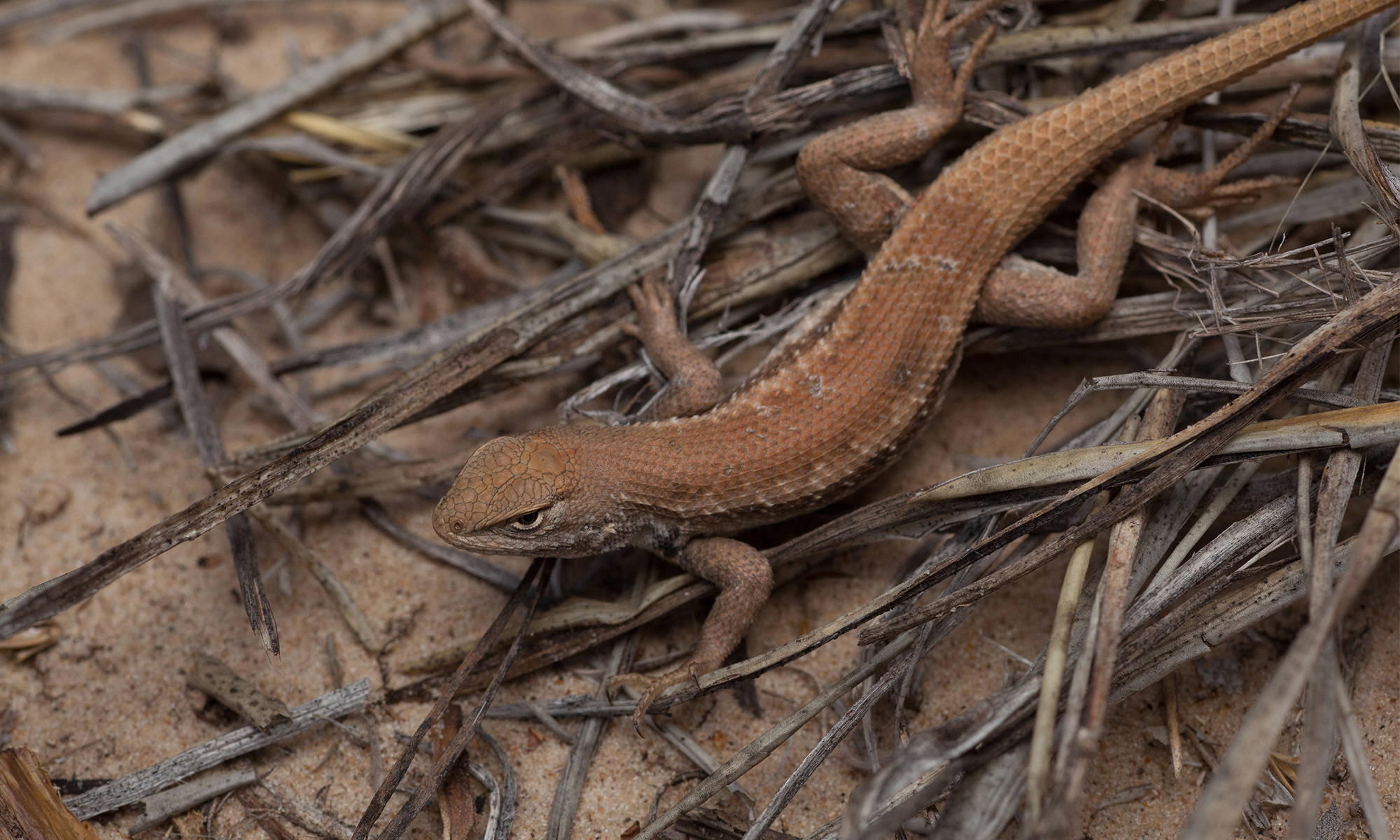 Dunes Sagebrush Lizard