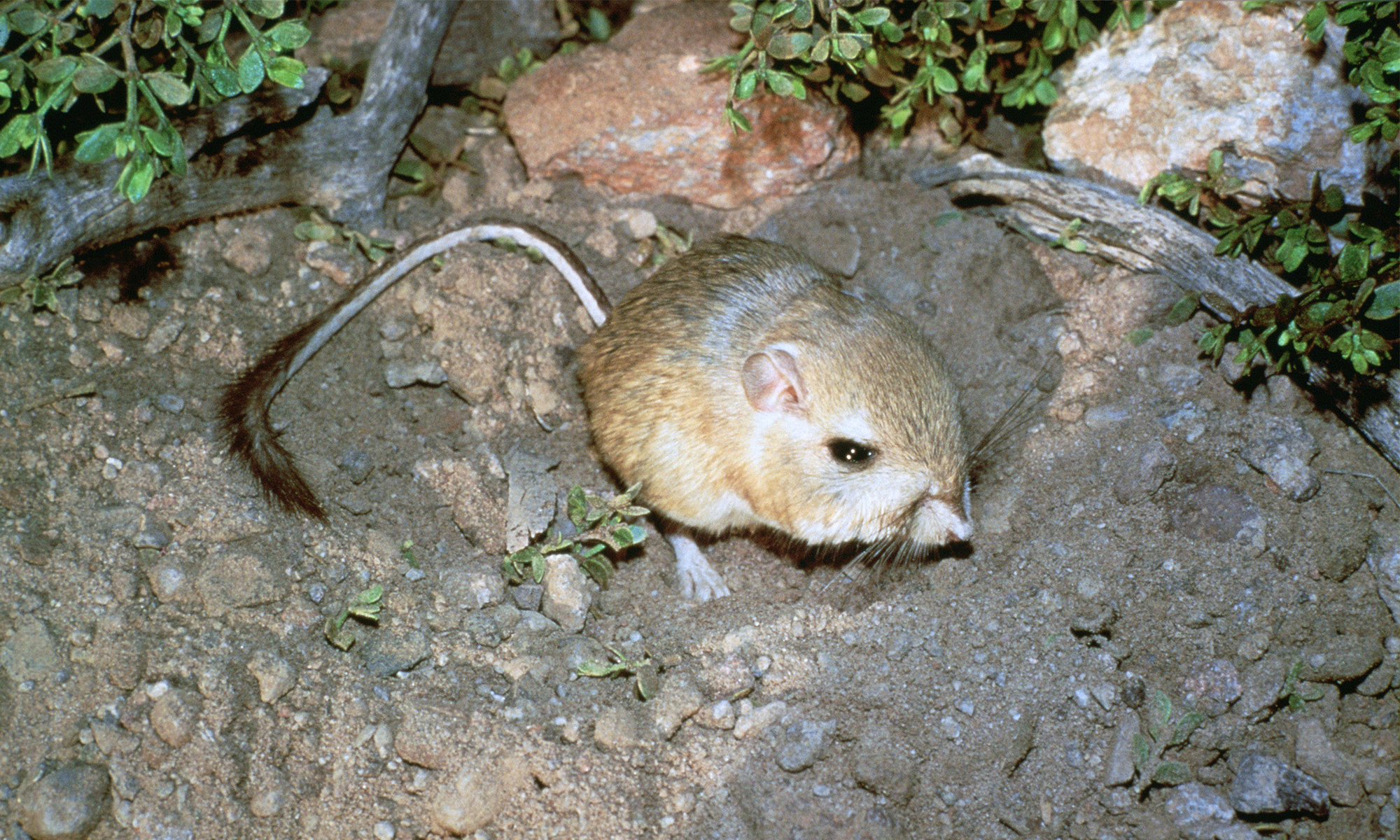 Kangaroo rat