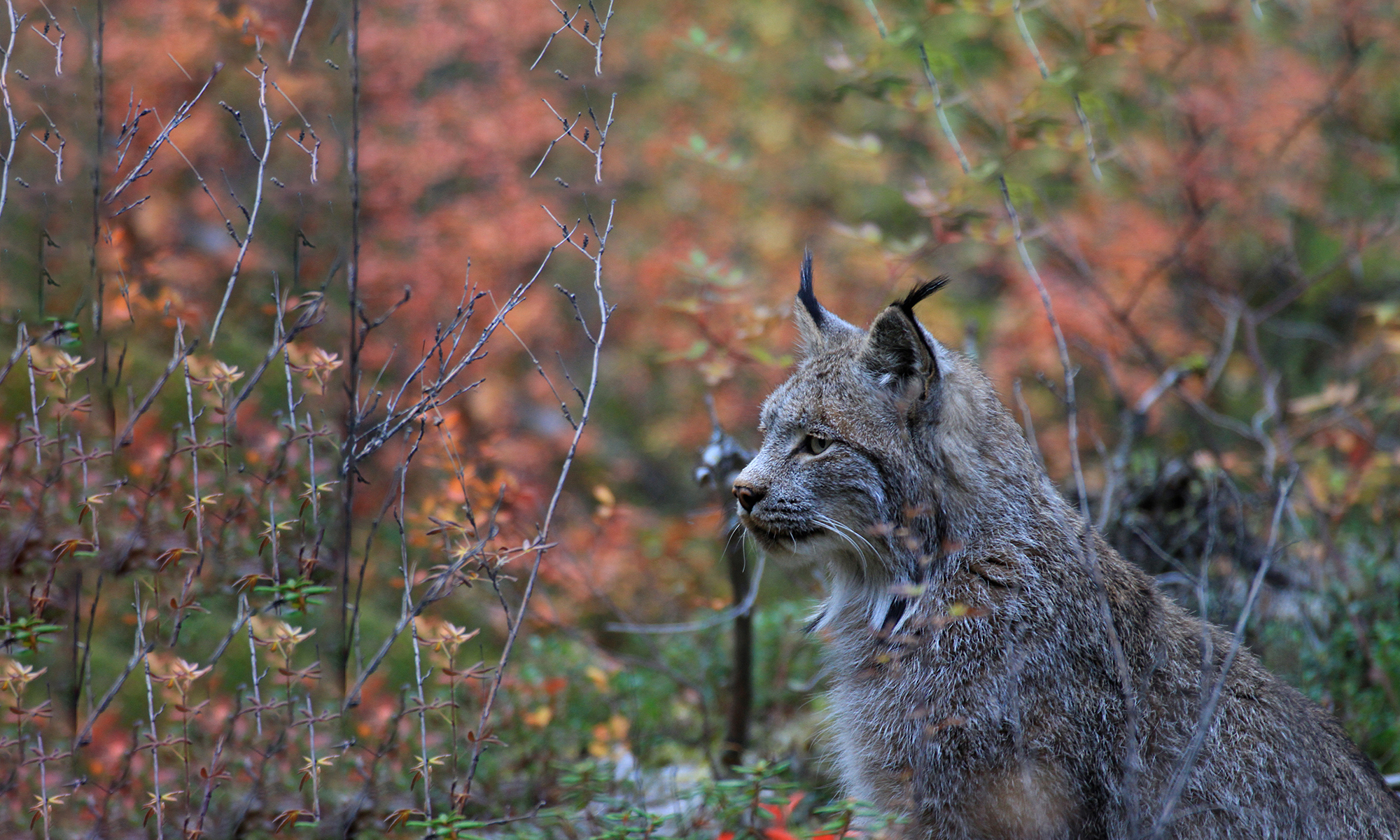 Canada lynx