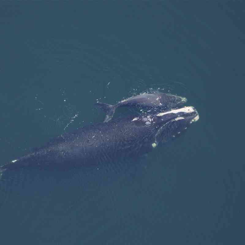 North Atlantic Right Whale and Calf