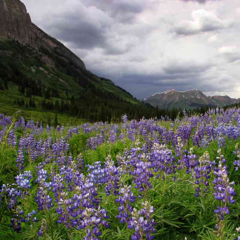 Colorado Rockies with Lupine