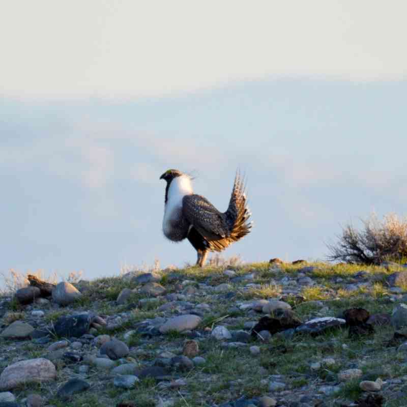 Sage-Grouse on a hill