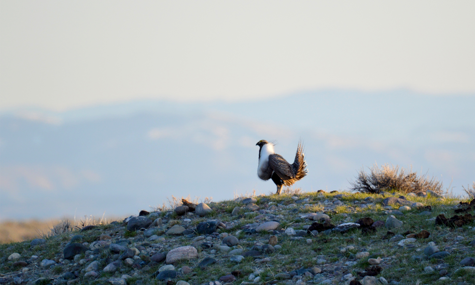 Sage-Grouse on a hill