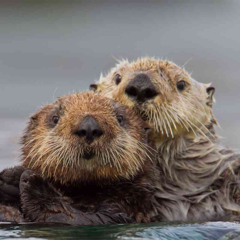Sea Otters Holding On
