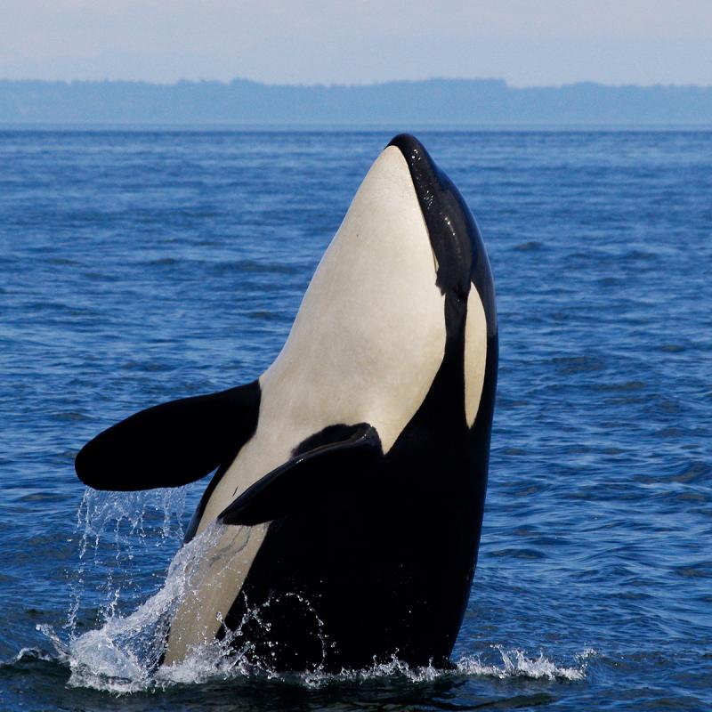 Southern Resident Orca Breaching