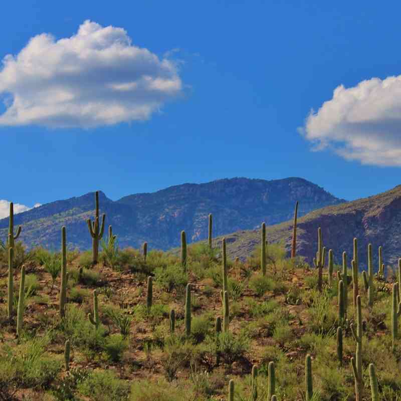 Southwest tuscon cactus and mountains