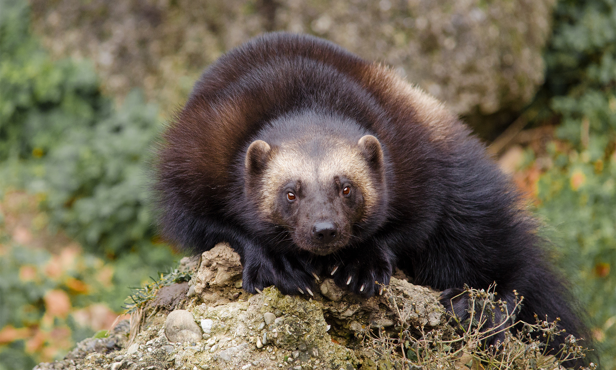 weasel family fisher