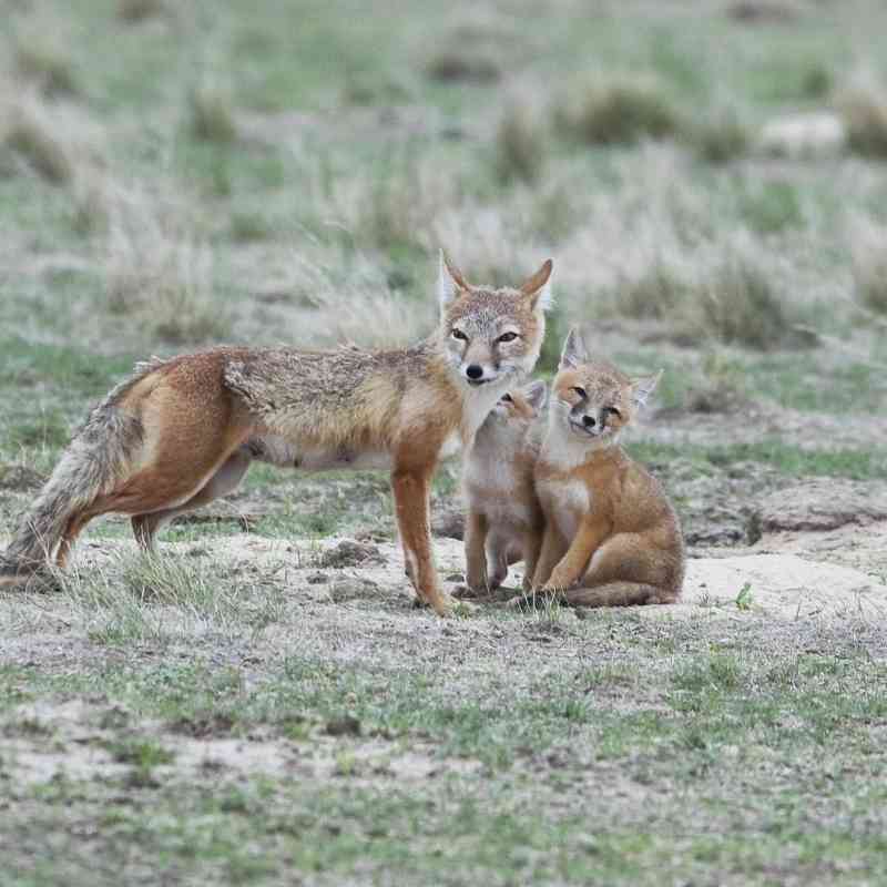 Swift foxes