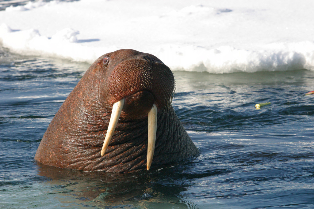 Pacific walrus