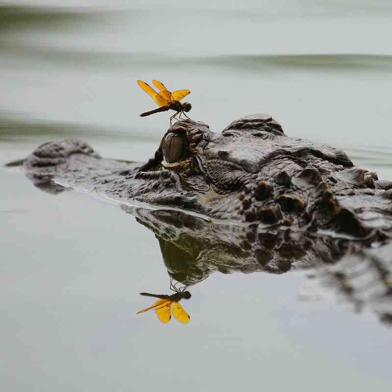 Alligator and Dragonfly 