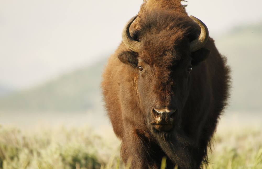 Bison head on