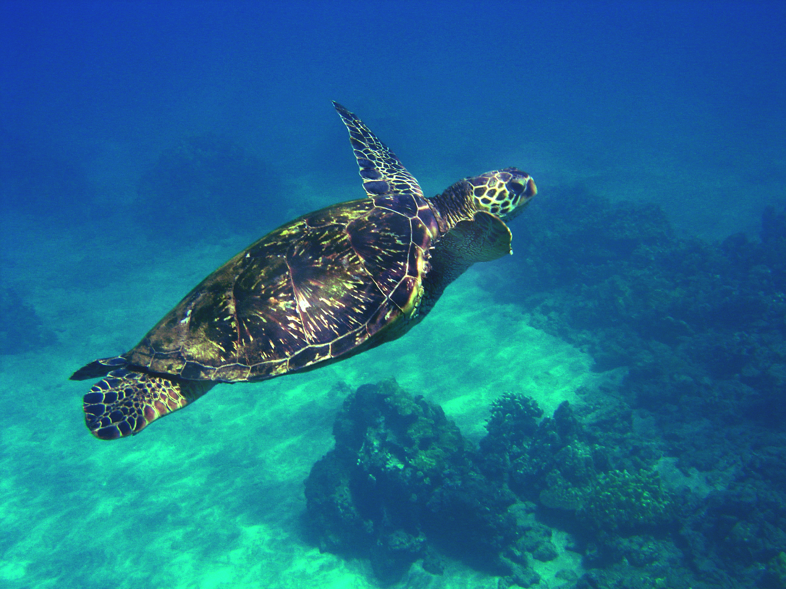 Green Sea Turtle