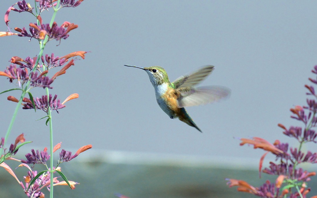 Female Broad-tailed Hummingbird on Agastache Rupestris