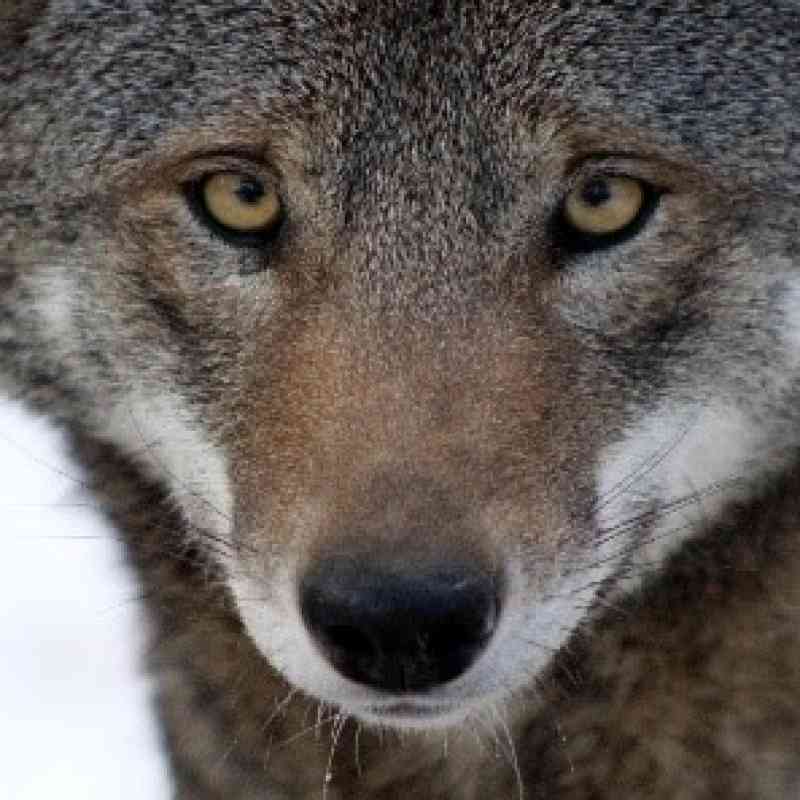 Red wolf eyes