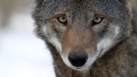 Red wolf eyes