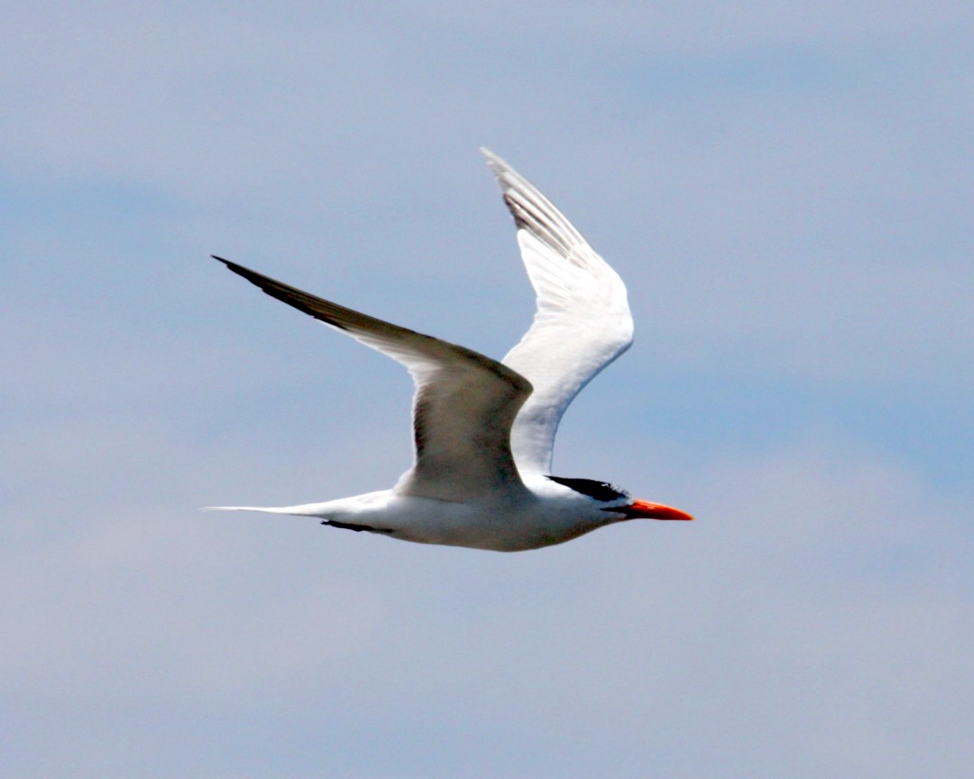 Royal Tern