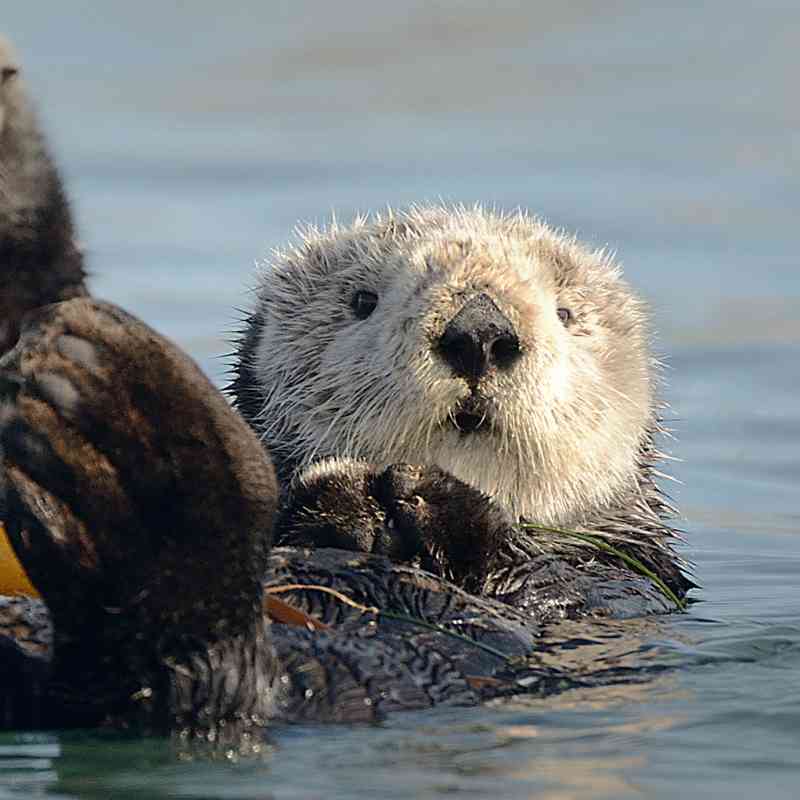 Sea otters 