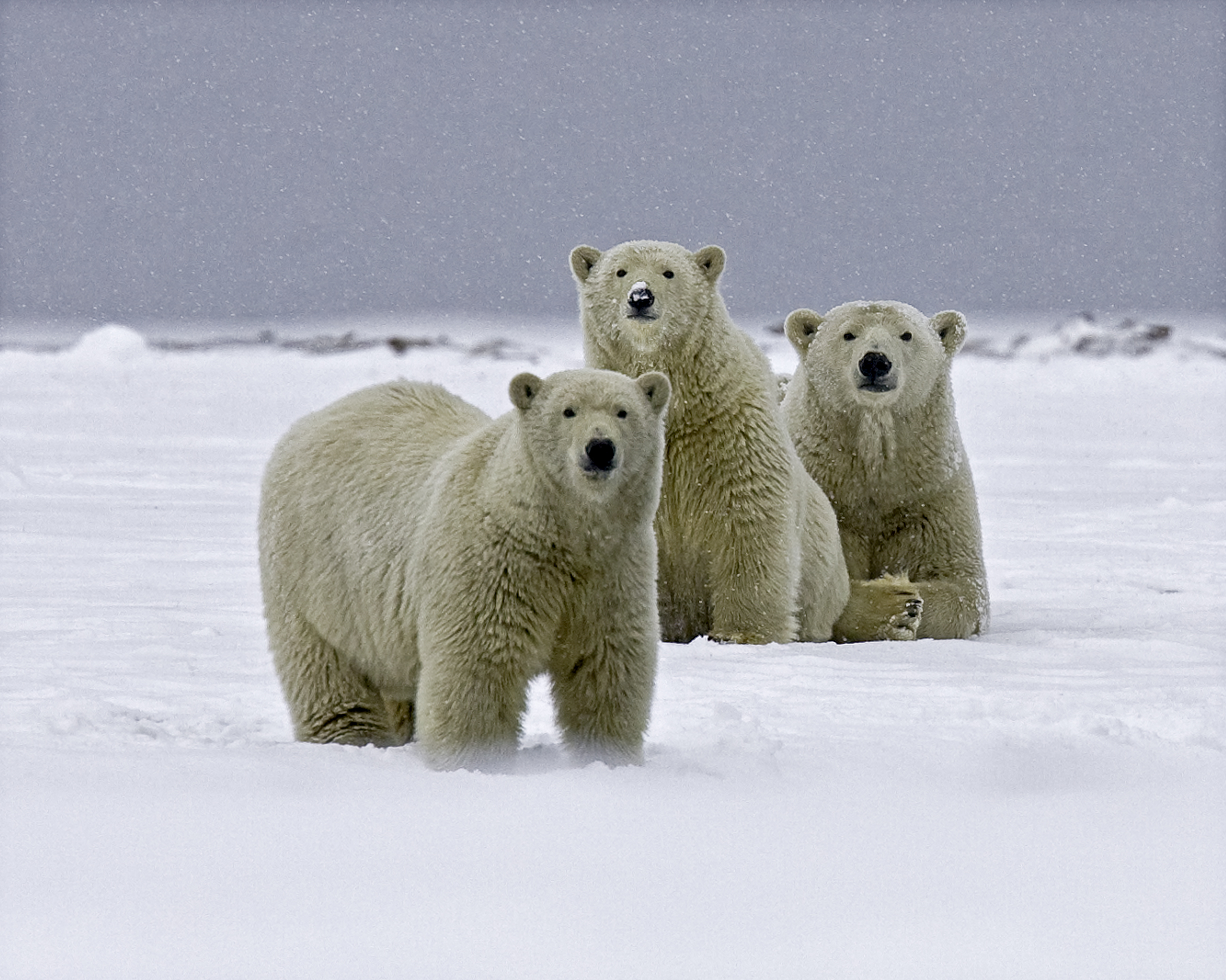 Polar Bear