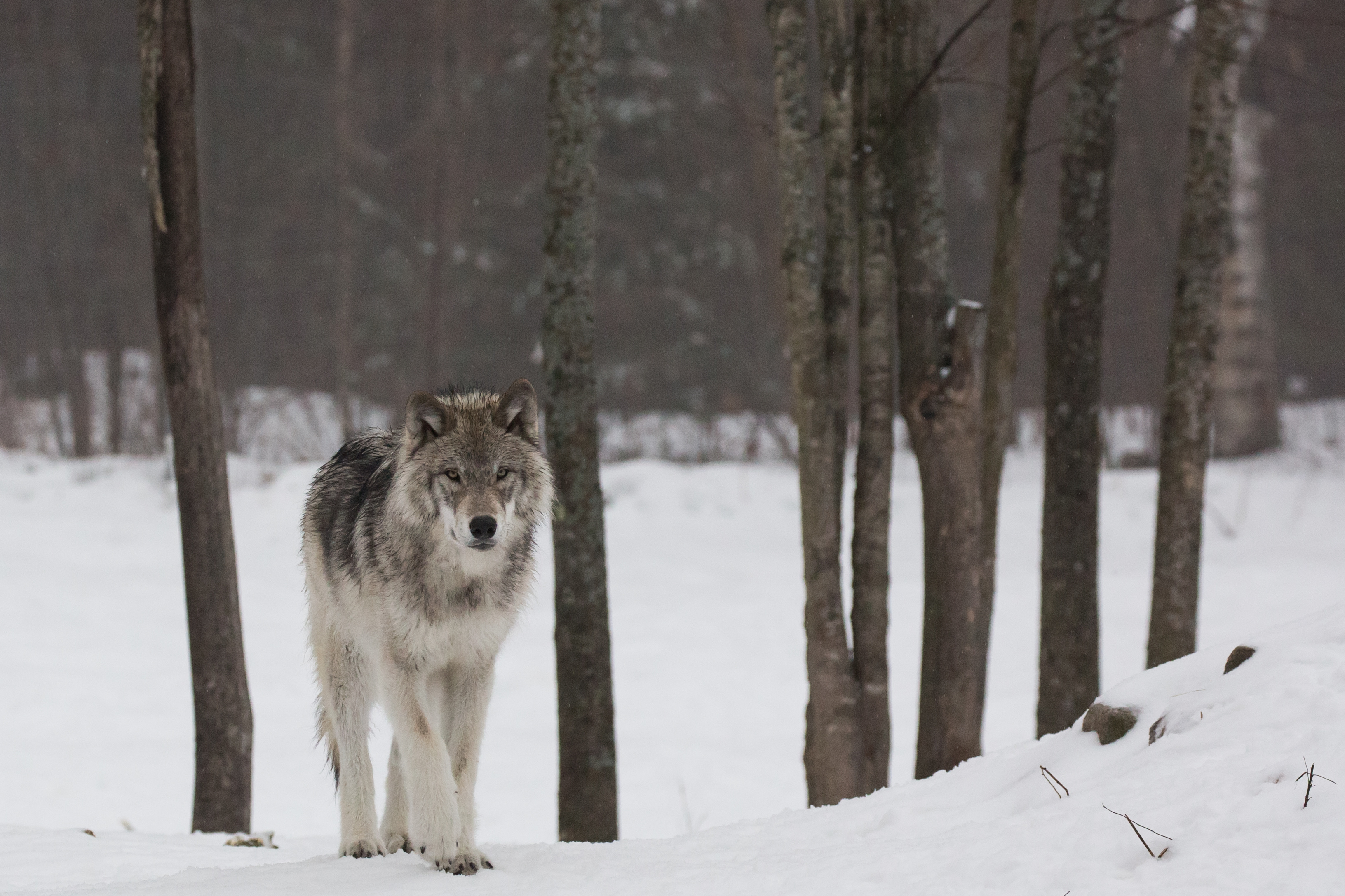 Gray Wolf