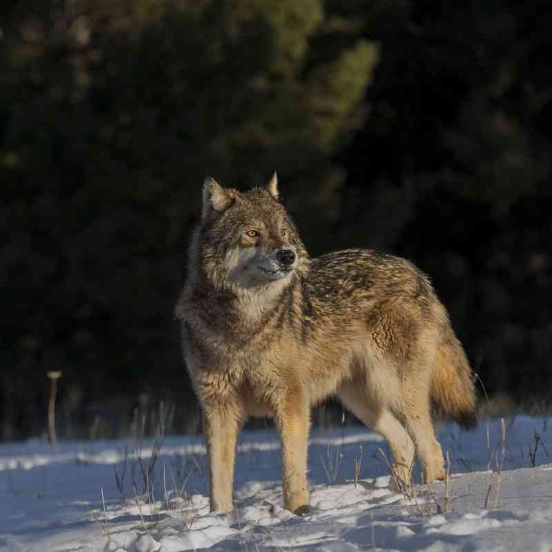 Gray wolf yellowstone Lamar valley