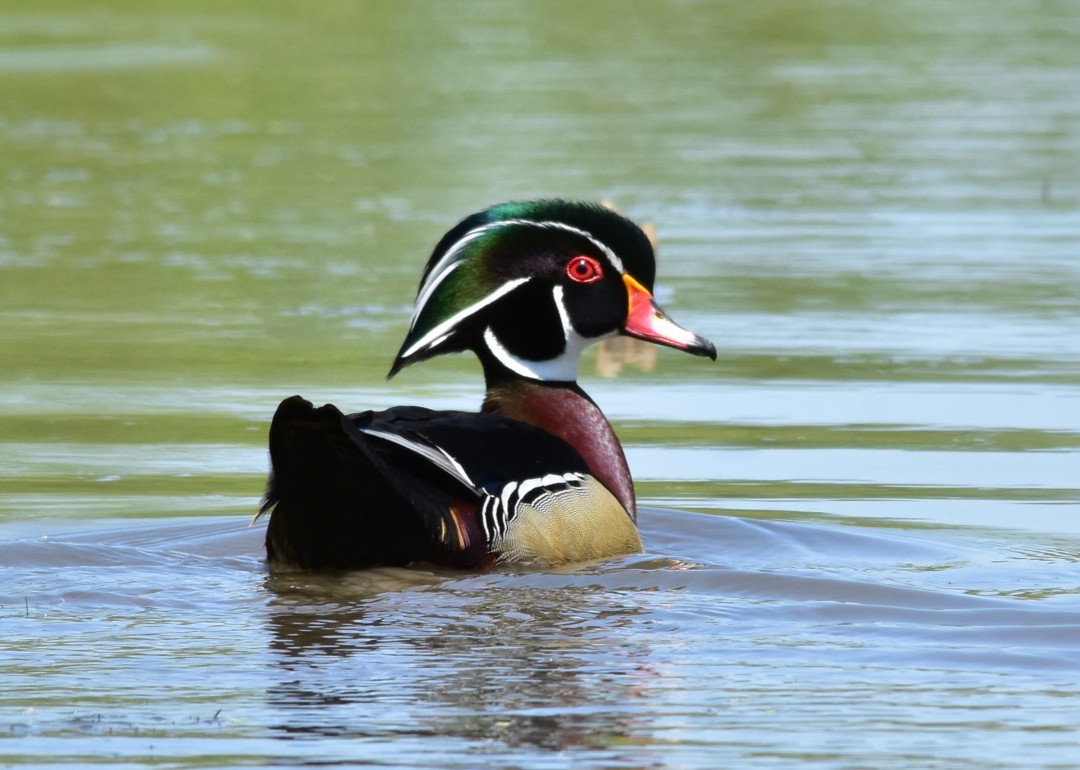 Wood Duck 