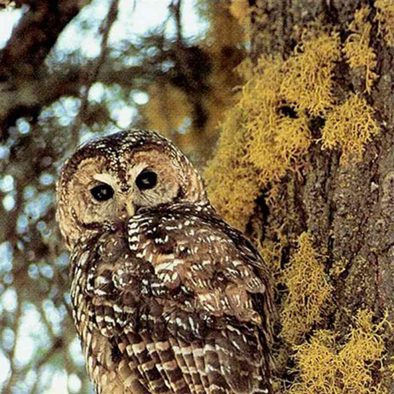 California spotted owl