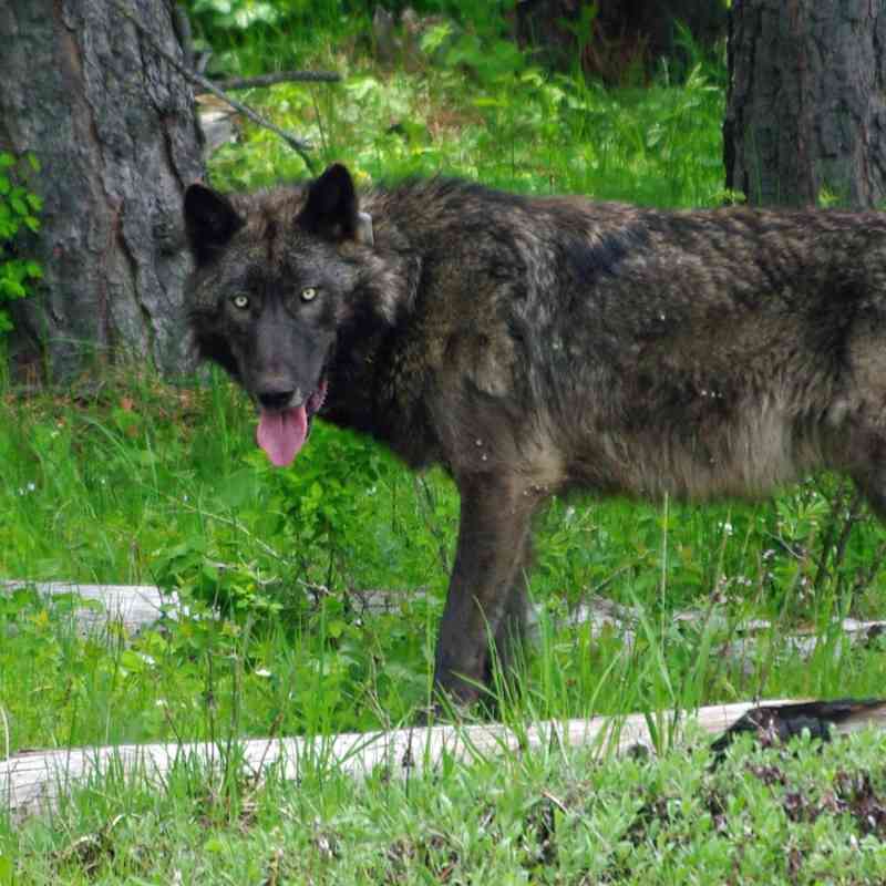 A 100 lb adult male wolf was GPS radio-collared in the Mt Emily unit 