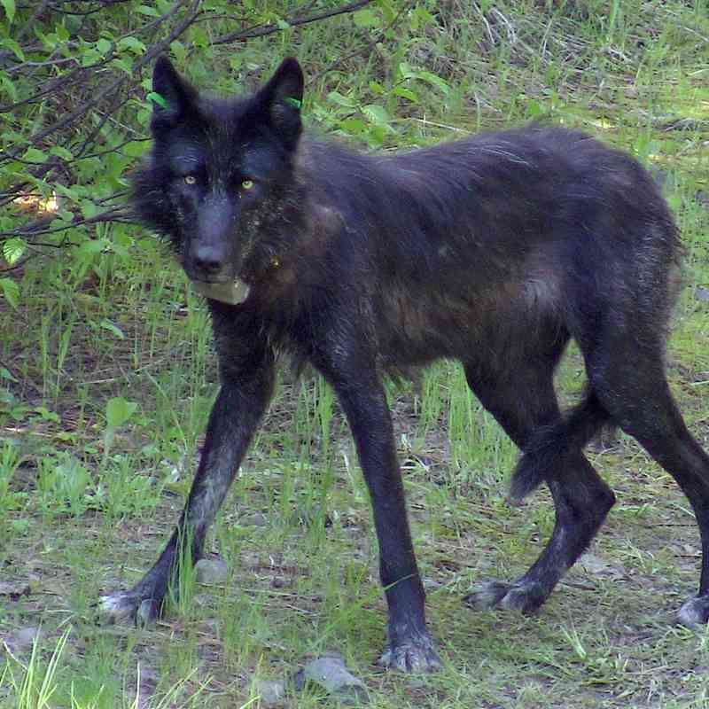 OR-13, a female gray wolf of the Wenaha pack