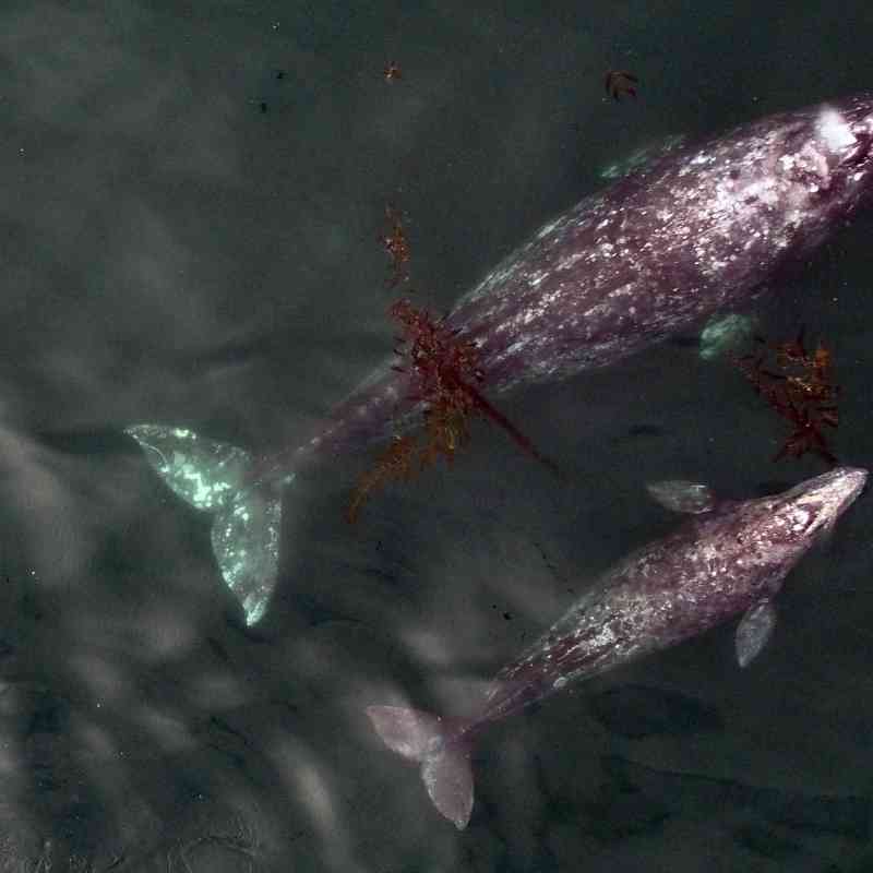 Gray whale mom and calf California