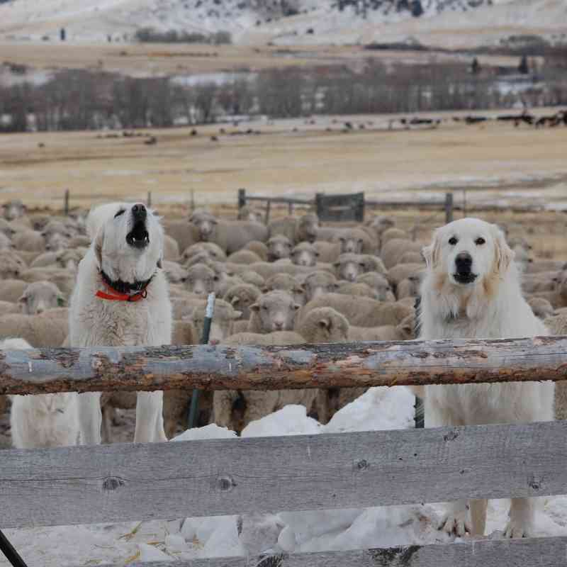 Livestock Guardian Dogs 