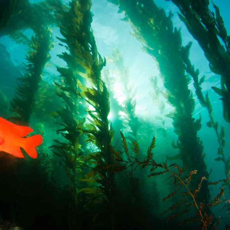 Garibaldi in kelp