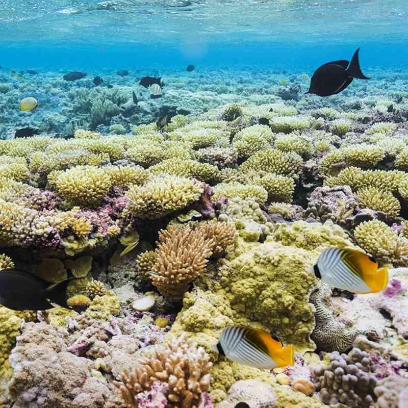 Coral reef, Palmyra Atoll 