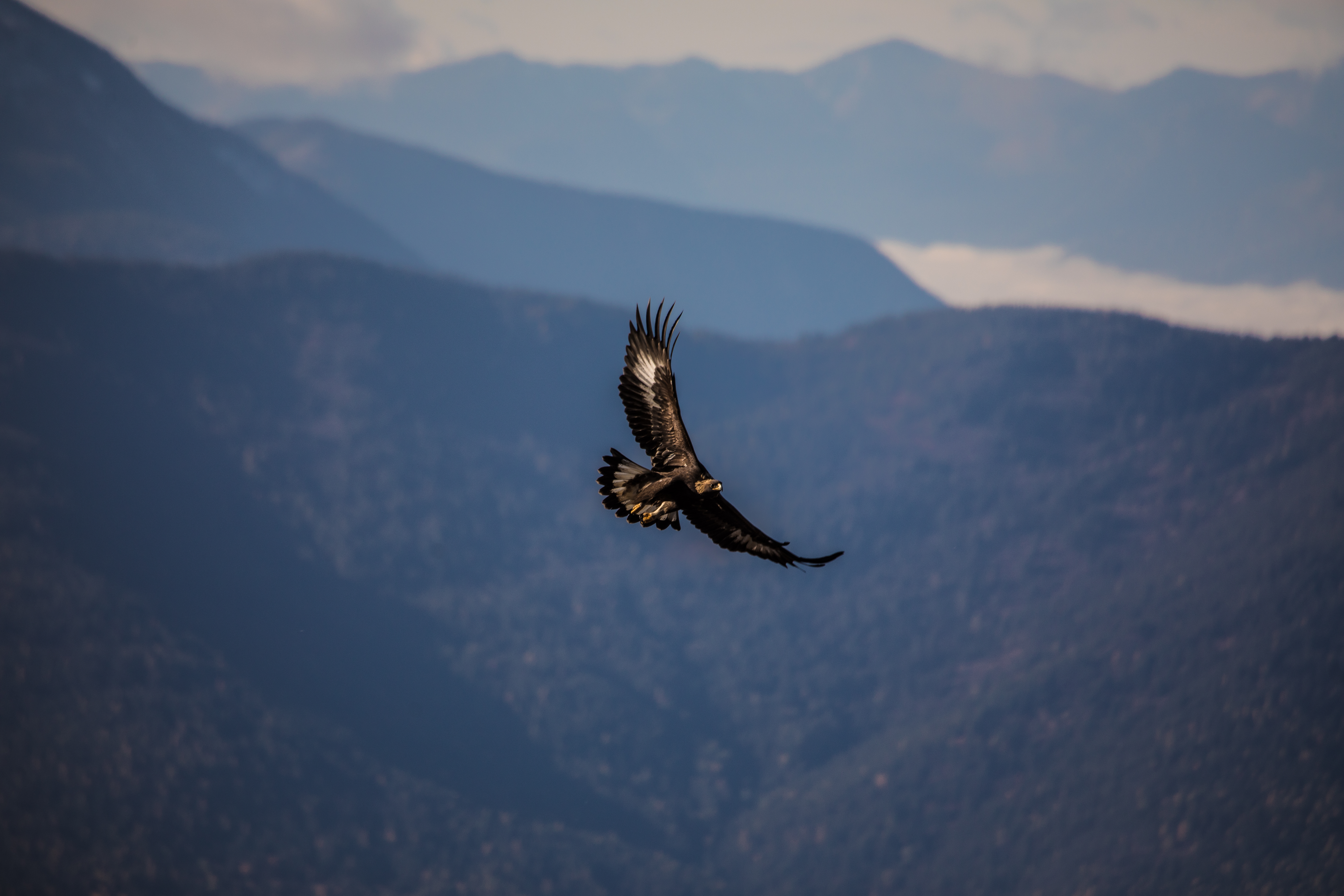 Golden eagle in Glacier NP